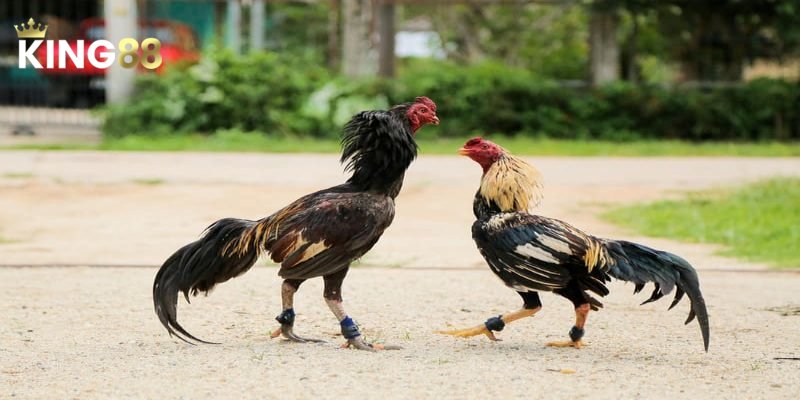 Đá Gà Asil - Tổng Quan Từ A Đến Z Cho Tân Binh 4 Cách nhận định và dự đoán trong đá gà Asil
