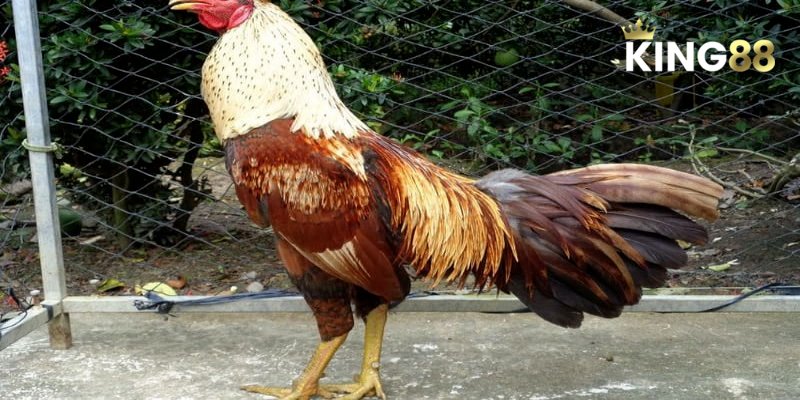 Bí Kíp Xem Ngày Đá Gà Chuẩn Xác - Kinh Nghiệm Từ Chuyên Gia King88 4 Cao thủ chia sẻ bí quyết xem ngày đá gà