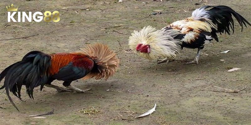 Đá Gà Chọi - Công Thức Chiến Thắng Từ Chuyên Gia 2 Đá gà chọi có sức hút rất lớn