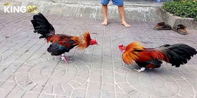 Đá Gà C2 - Nhận Định Trận Đấu Và Cách Chơi Luôn Thắng 2 Giới thiệu về đá gà C2