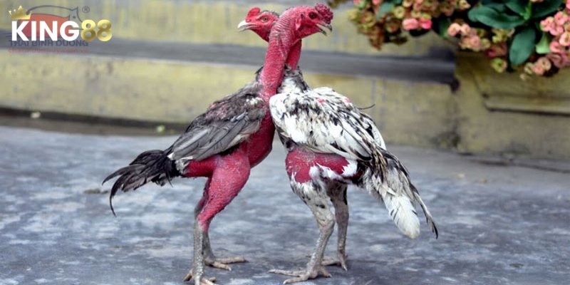 Bí Kíp Xem Ngày Đá Gà Chuẩn Xác - Kinh Nghiệm Từ Chuyên Gia King88 2 Lựa chọn thời điểm tốt nhất để tăng khả năng thắng trong đá gà
