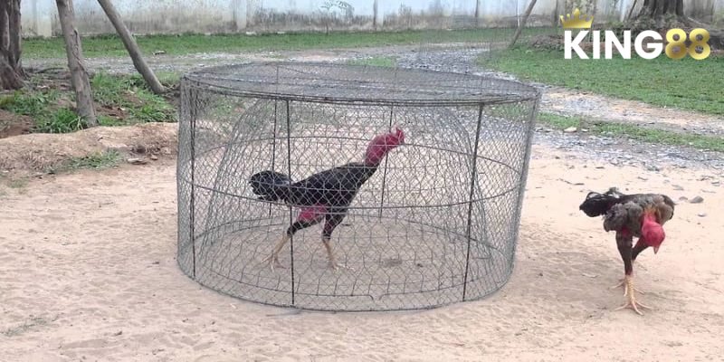 Đá Gà Chọi - Công Thức Chiến Thắng Từ Chuyên Gia 3 Phân tích những kỹ thuật đá gà chọi chuẩn nhất