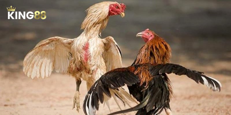 Đá Gà Chọi - Công Thức Chiến Thắng Từ Chuyên Gia 4 Tìm hiểu luật chơi và quy tắc đá gà chọi