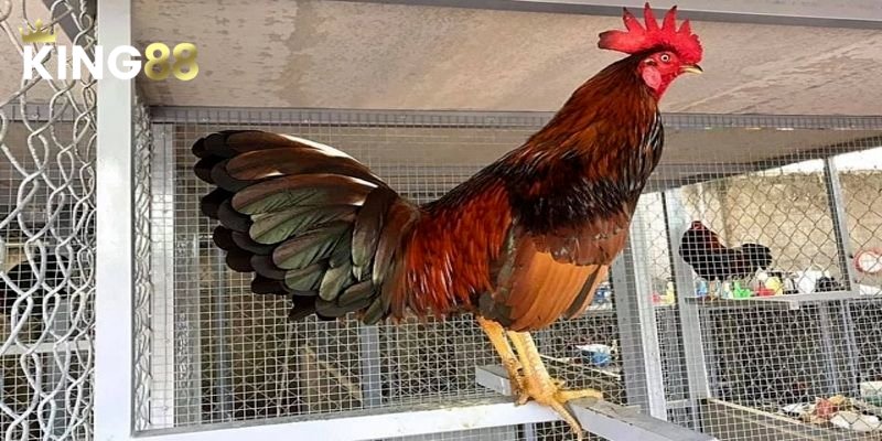 Đá Gà Asil - Tổng Quan Từ A Đến Z Cho Tân Binh 2 Tìm hiểu nguồn gốc và lịch sử của giống gà Asil