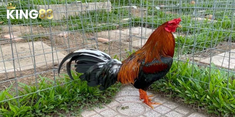 Màu Mạng Gà Đá - Lựa Chọn Chiến Kê Làm Chủ Cuộc Chơi 2 Tìm hiểu về màu mạng gà đá và ý nghĩa