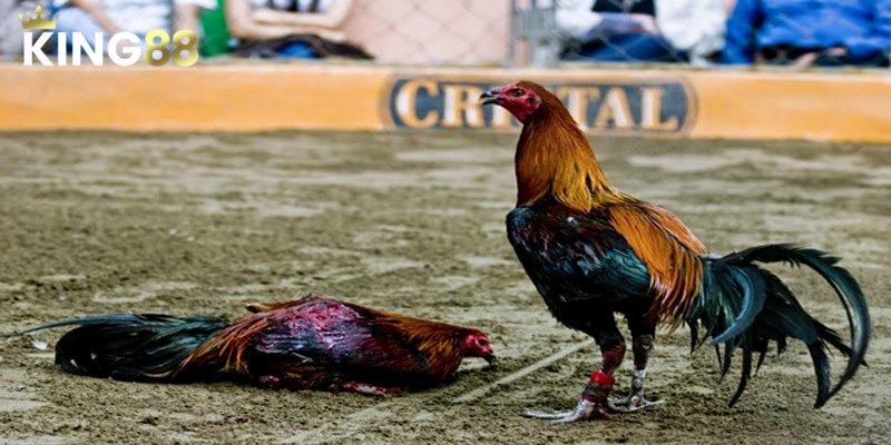 Đá Gà Asil - Tổng Quan Từ A Đến Z Cho Tân Binh 3 Việc huấn luyện có vai trò quan trọng trong đá gà Asil
